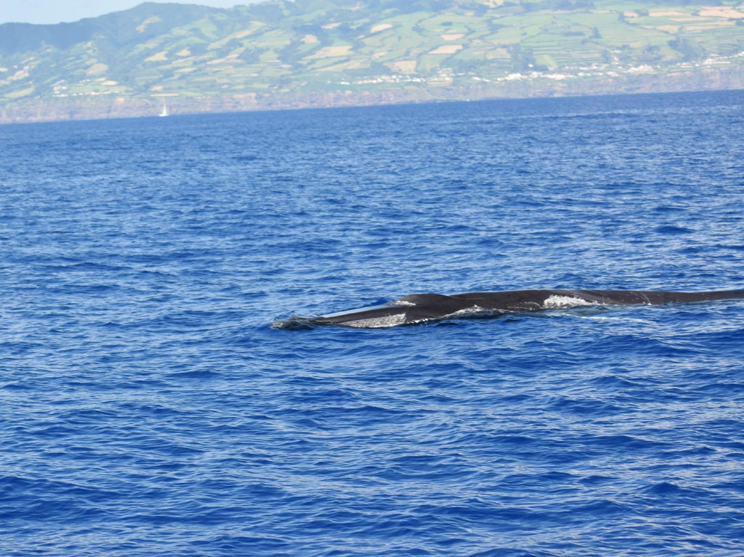 Whale Watch Azores-奥尔塔必去景点