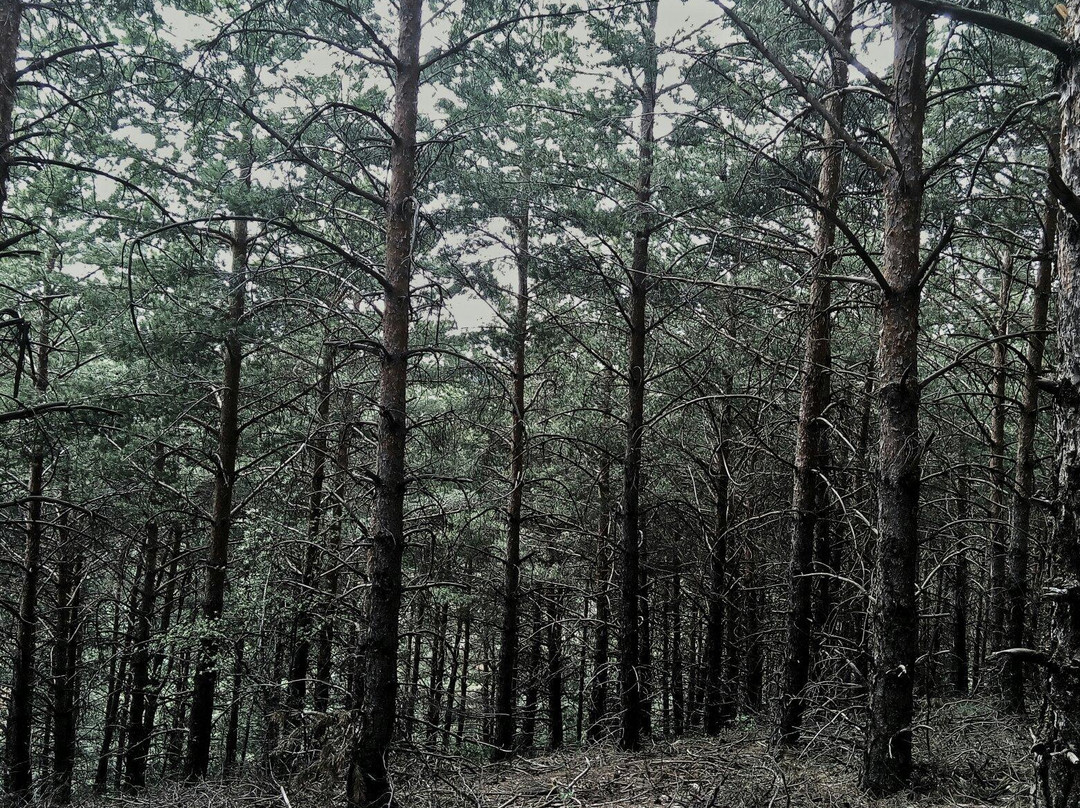 Yozgat Camligi Milli Park-约兹加特必去景点