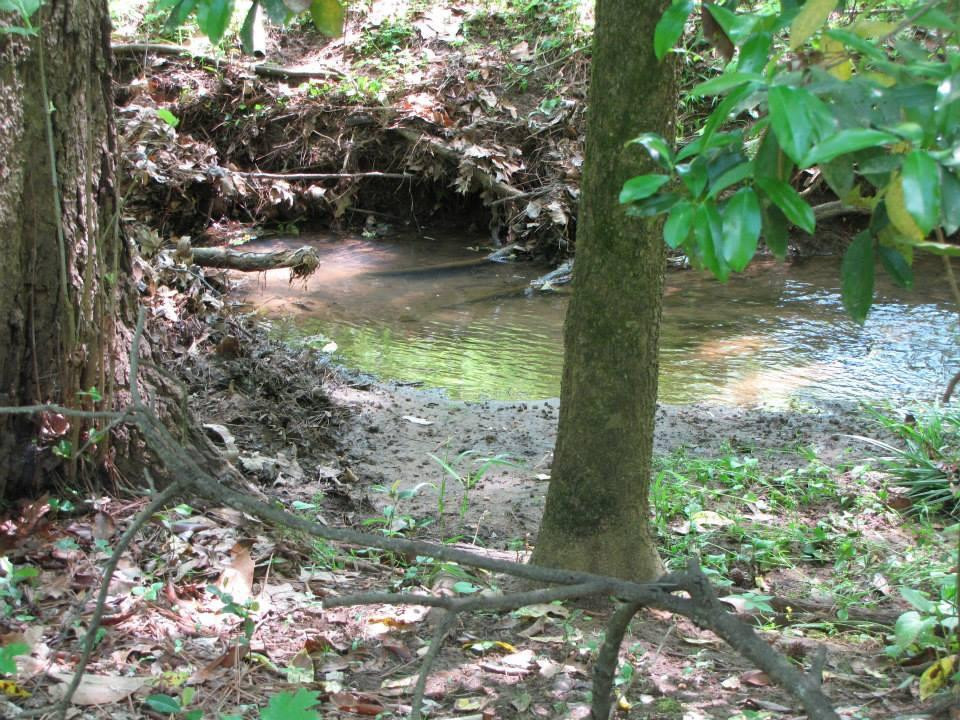 Piney Woods Native Plant Center景点图片