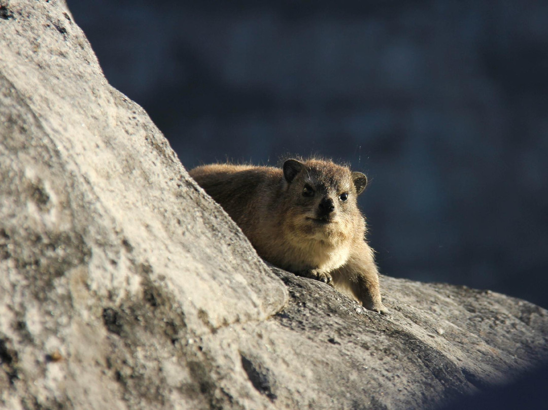 Take 2 Tours - Private Day Tours-开普敦中心区必去景点