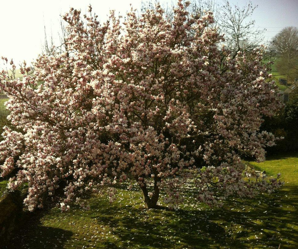 Au Magnolia主图
