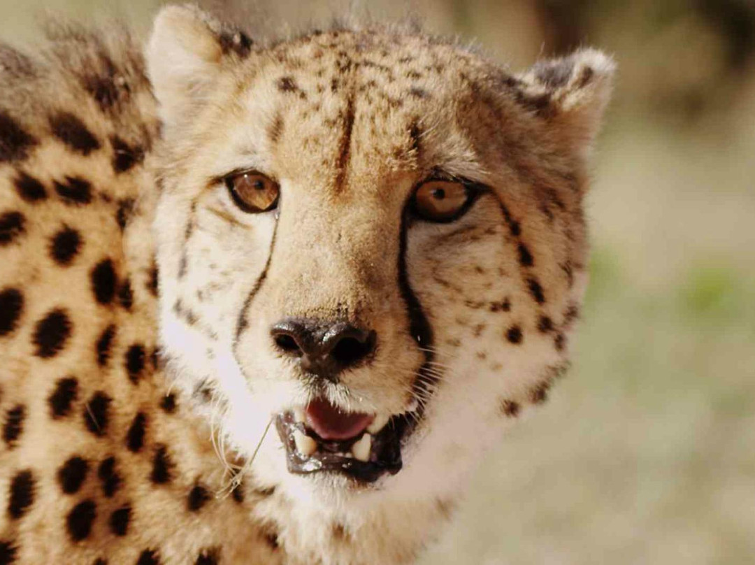 Hoedspruit Endangered Species Centre-霍德斯普鲁特必去景点