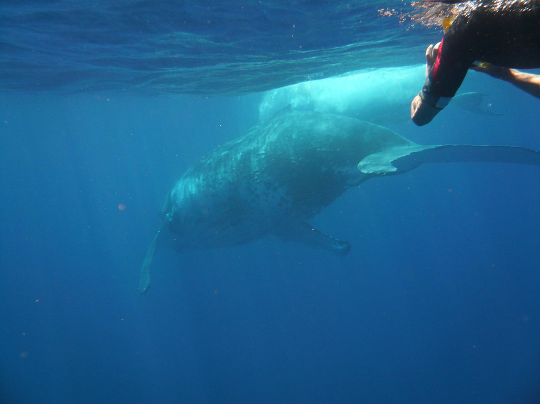 Ha'apai Divers At Matafonua Lodge Resort景点图片