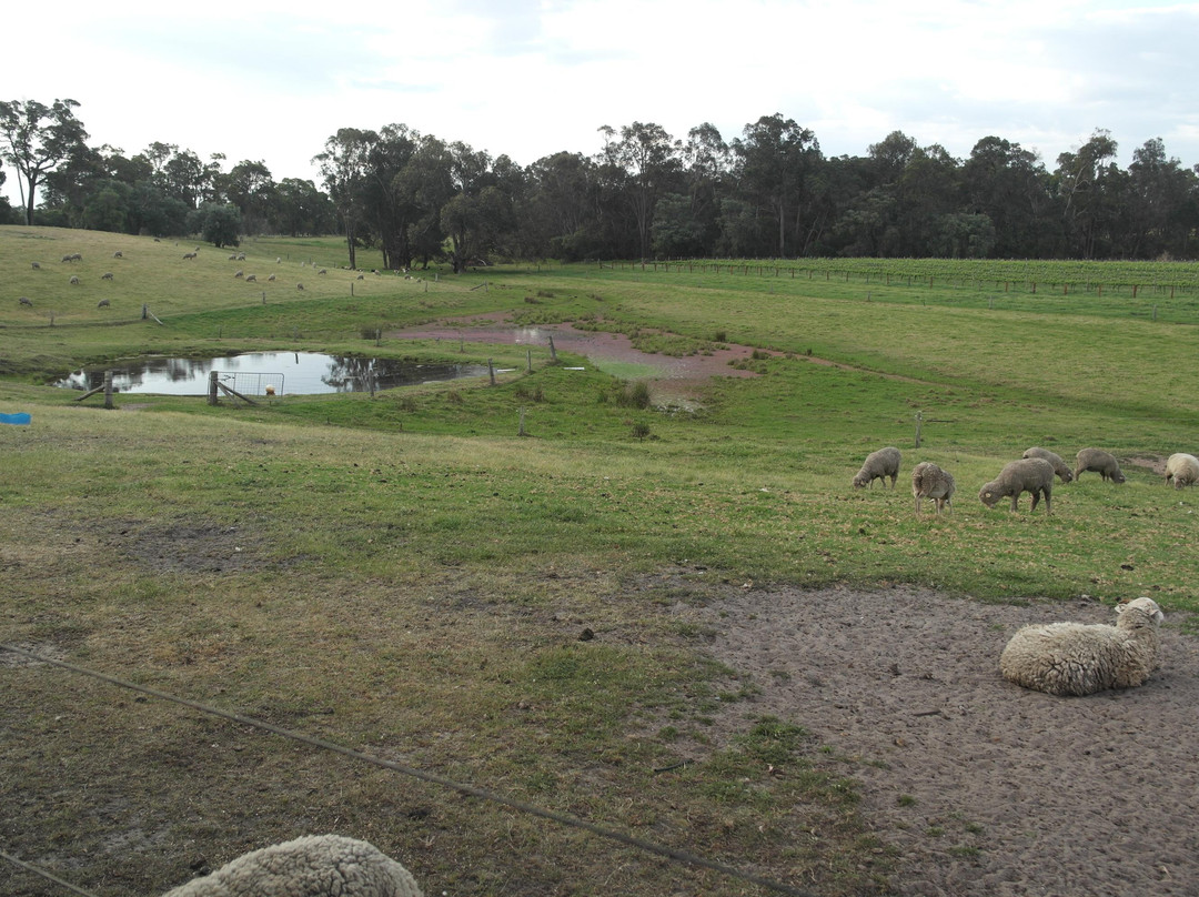 Bonking Frog Wines-Boyanup必去景点