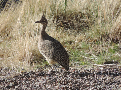 Chacra el refugio-马德林港必去景点