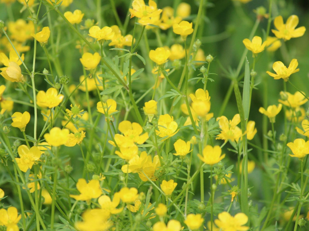 Nature Discovery Center-Bellaire必去景点