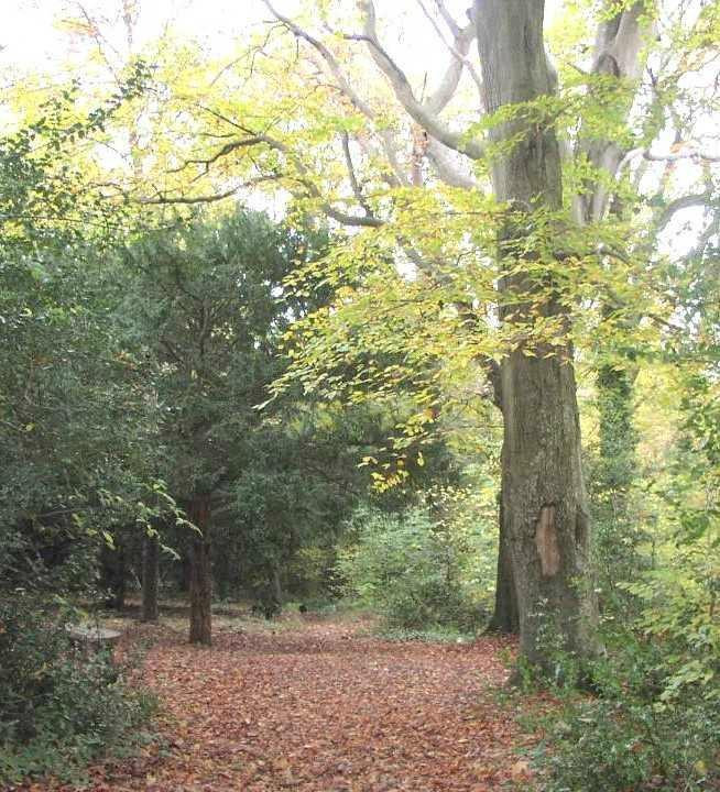 Pwllycrochan Woods Local Nature Reserve景点图片