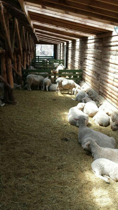 Daegwanryeong Yangtte Ranch-平昌郡必去景点