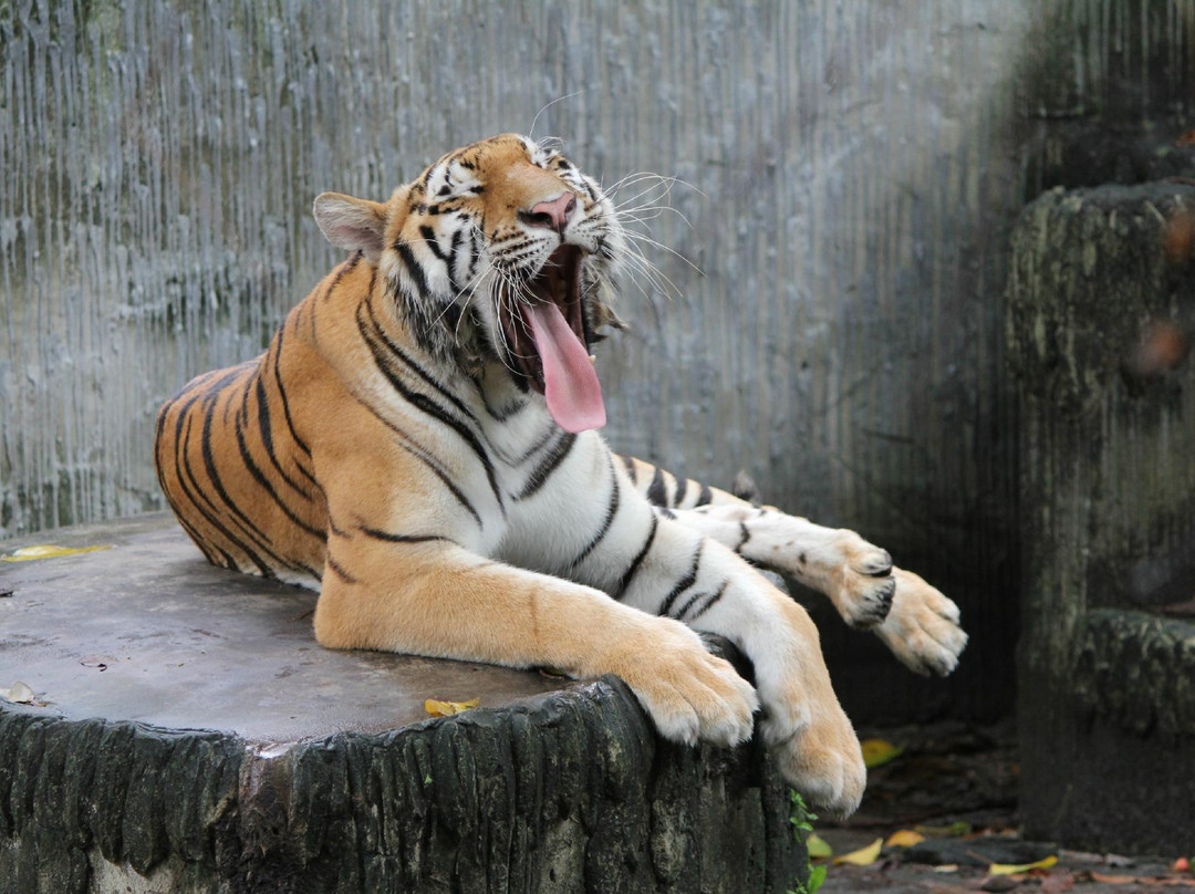普吉岛动物园-普吉岛必去景点