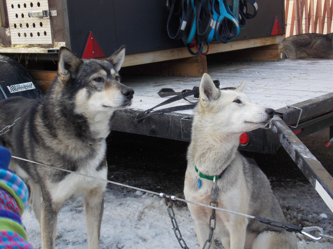 Iditarod Trail Sled Dog Race-安克雷奇必去景点