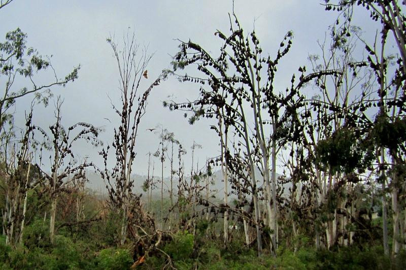 Perentie Tours-凯恩斯必去景点