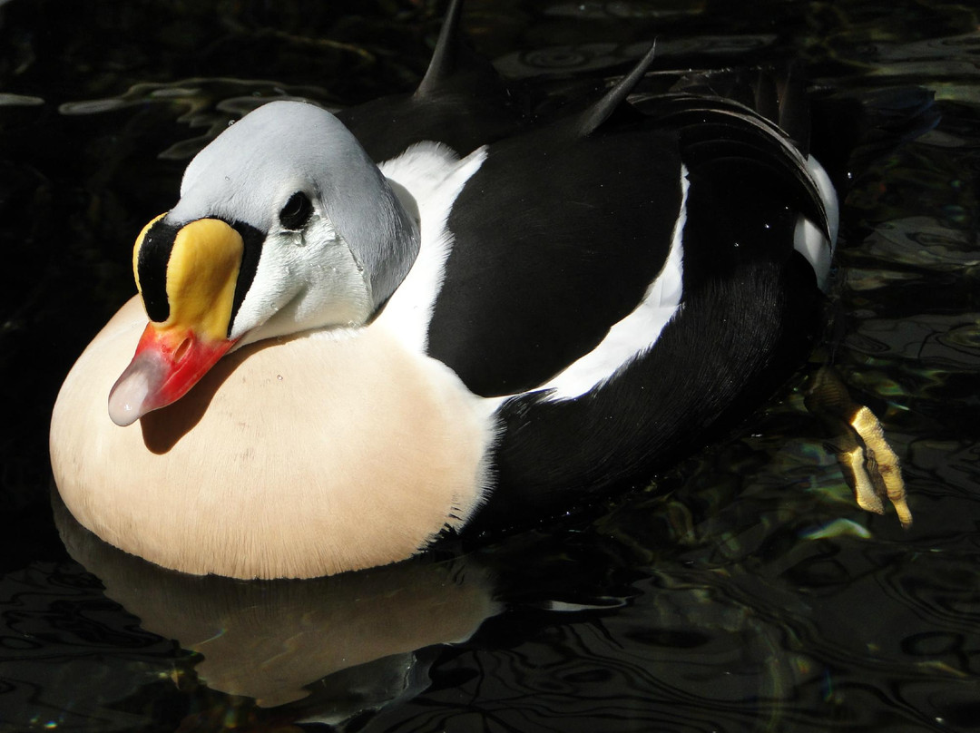 阿拉斯加海洋生物中心-苏厄德必去景点