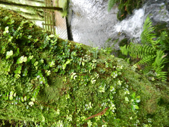 彩虹泉自然公园-罗托鲁瓦必去景点