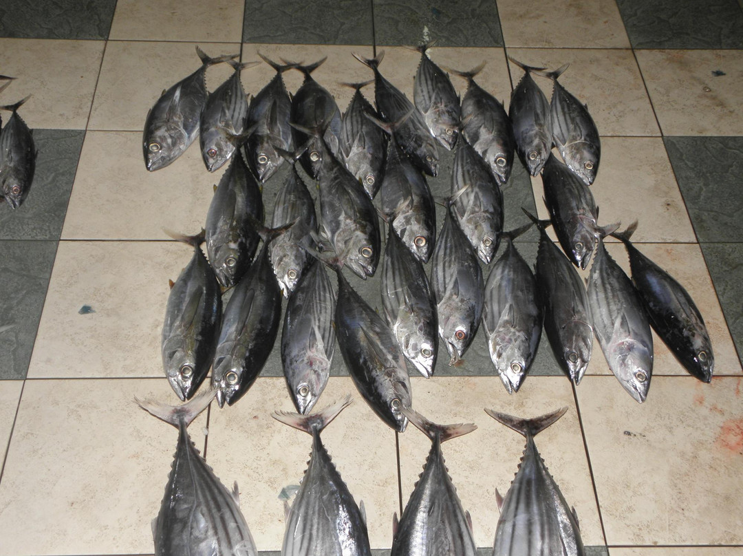 雄鱼市场-马累必去景点