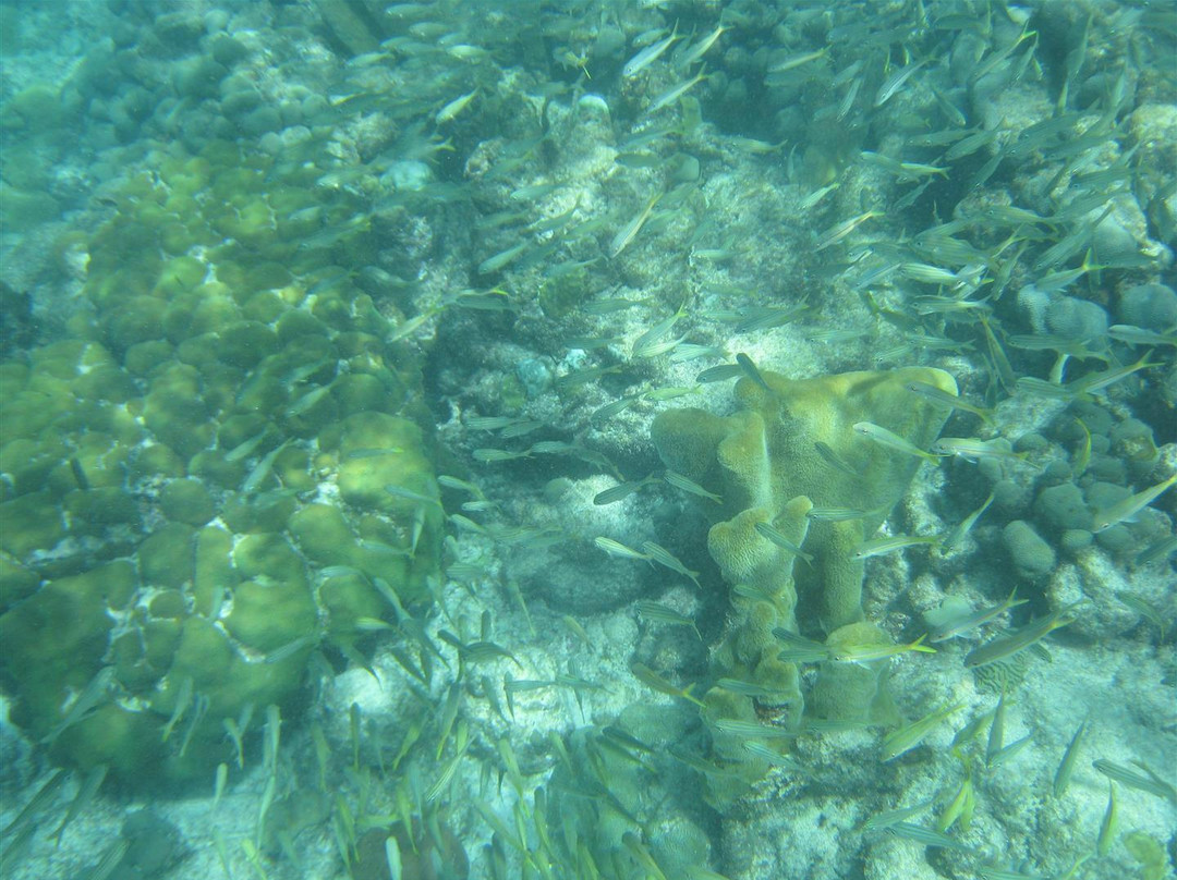 Private Snorkeling Aruba- Day Tours-棕榈/鹰海滩必去景点