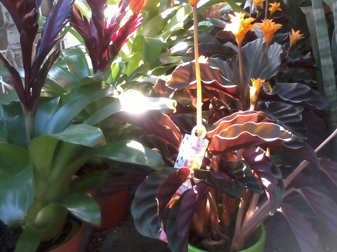 Jardineria Gonzalez-卡拉费尔必去景点