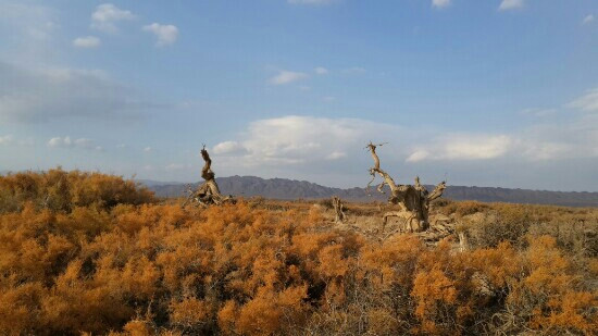原始胡杨林-木垒哈萨克自治县必去景点