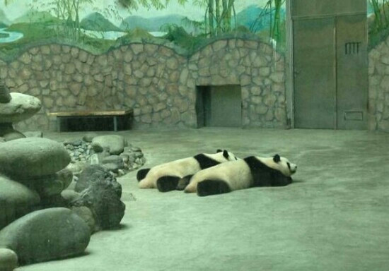成都动物园-成都必去景点