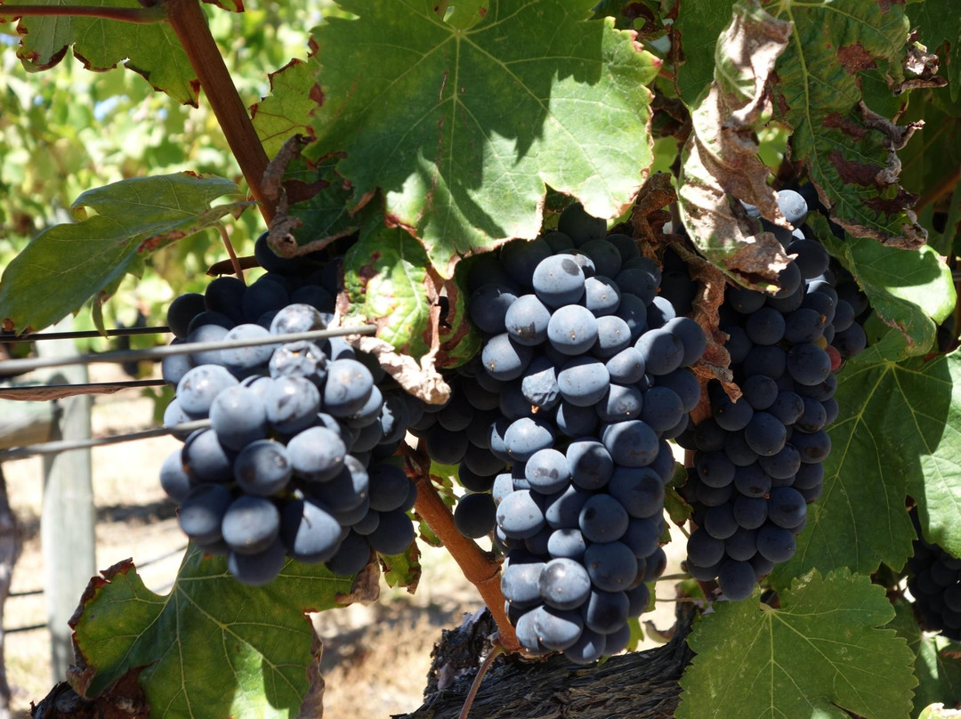 Loxton Winery景点图片