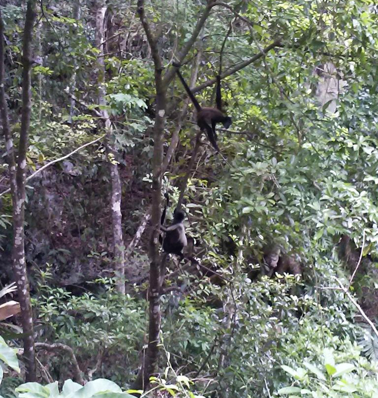 Punta Laguna Nature Reserve-图伦必去景点