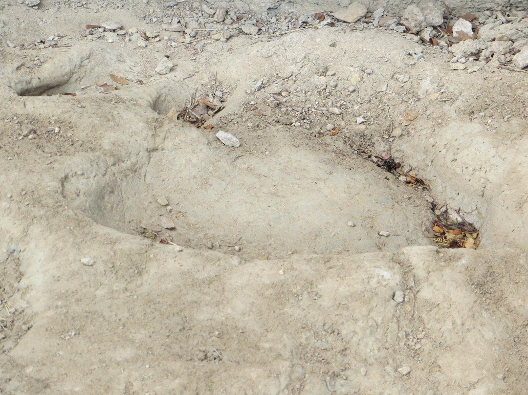 Dinosaur Valley State Park-Glen Rose必去景点