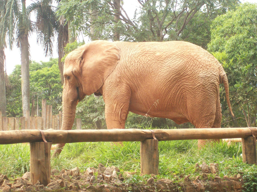 Zoologico de Sao Paulo景点图片