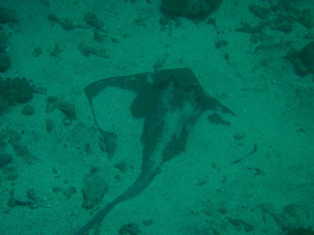 Scuba Duba Doo Dive Center-库塔必去景点