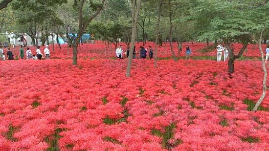 Kinchakuda Manjushage Park-日高市必去景点