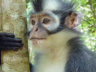 Jungle Edie-武吉拉旺必去景点