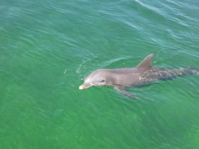 Delfinario en Cayo Santa Maria景点图片