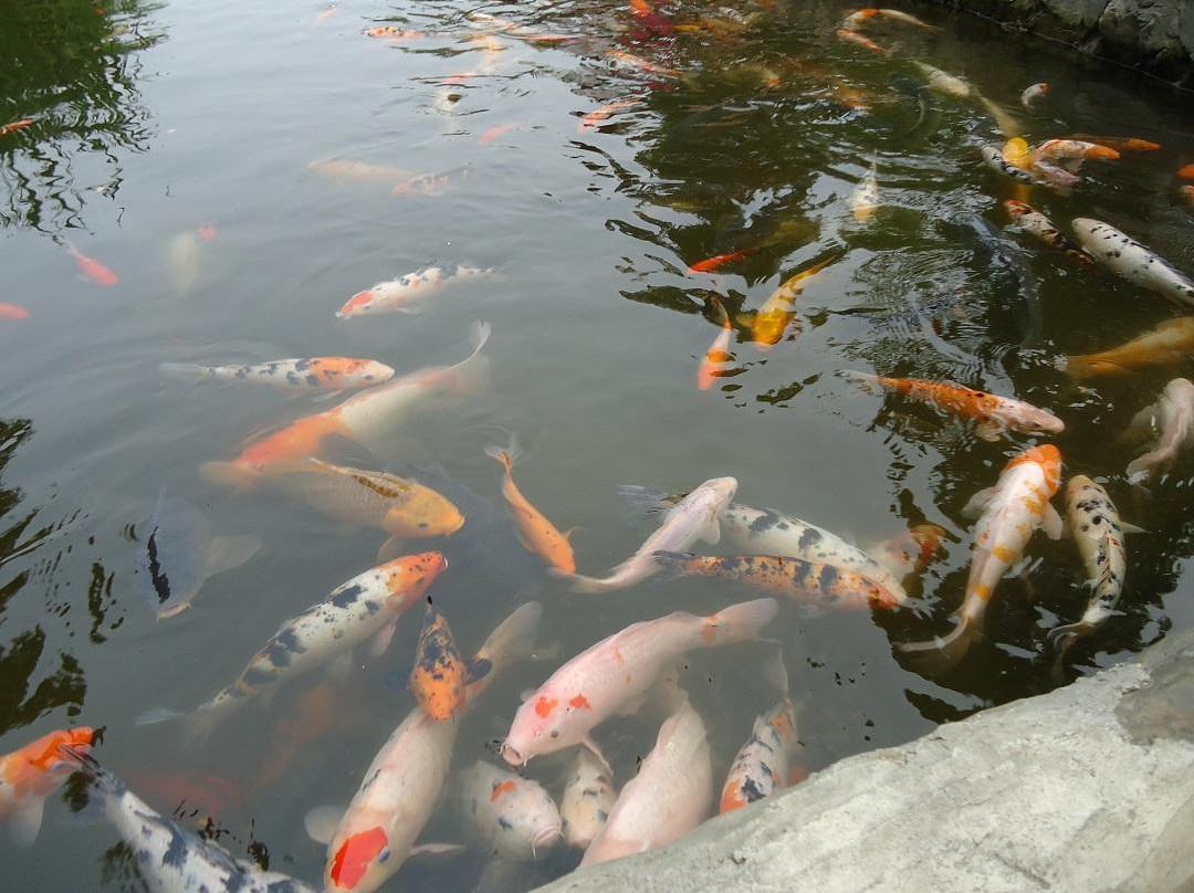 浣花溪公园-成都必去景点