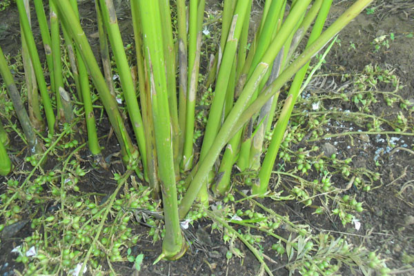 Harithavanam Farm House主图