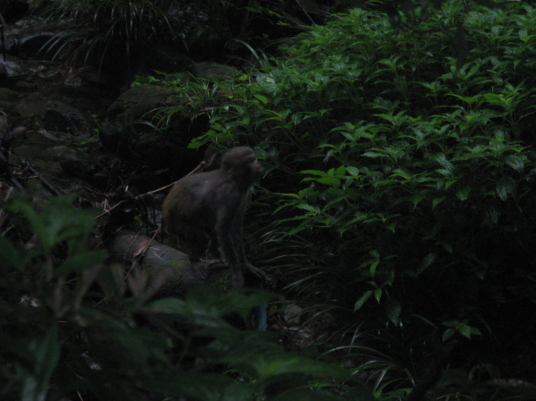 太行山猕猴保护区-漯河市必去景点