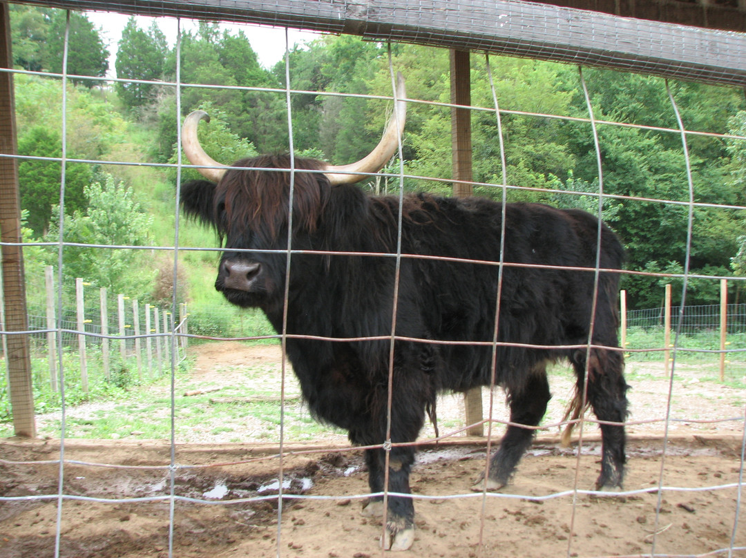 Smoky Mountain Deer Farm & Exotic Petting Zoo-塞维尔维尔必去景点