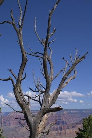 大峡谷南缘-大峡谷国家公园必去景点