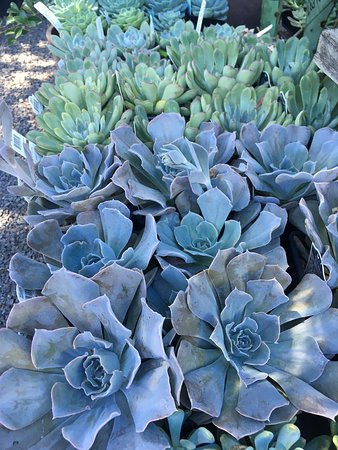 Cloverdale Nursery景点图片