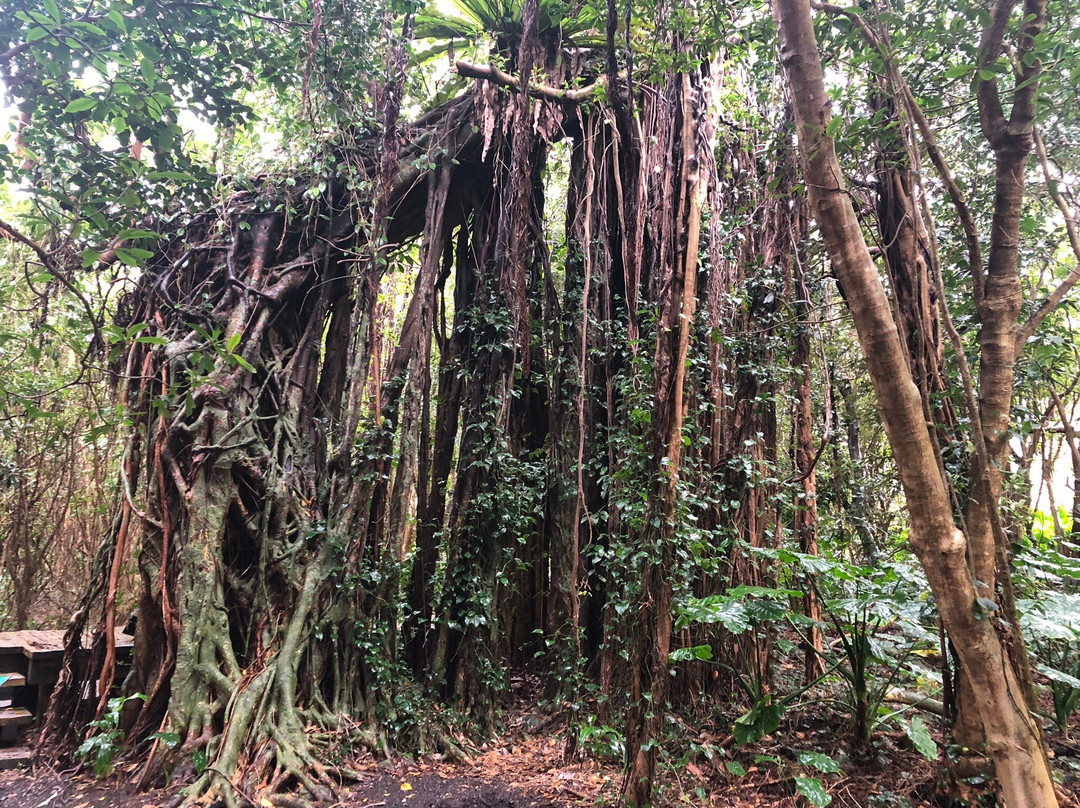 Shitogo Banyan Tree景点图片