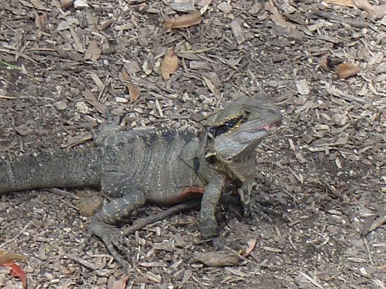 David Fleay Wildlife Park-West Burleigh必去景点