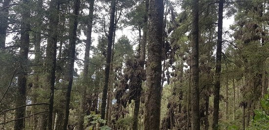 La Reserva de la Biosfera Mariposa Monarca-米却肯必去景点
