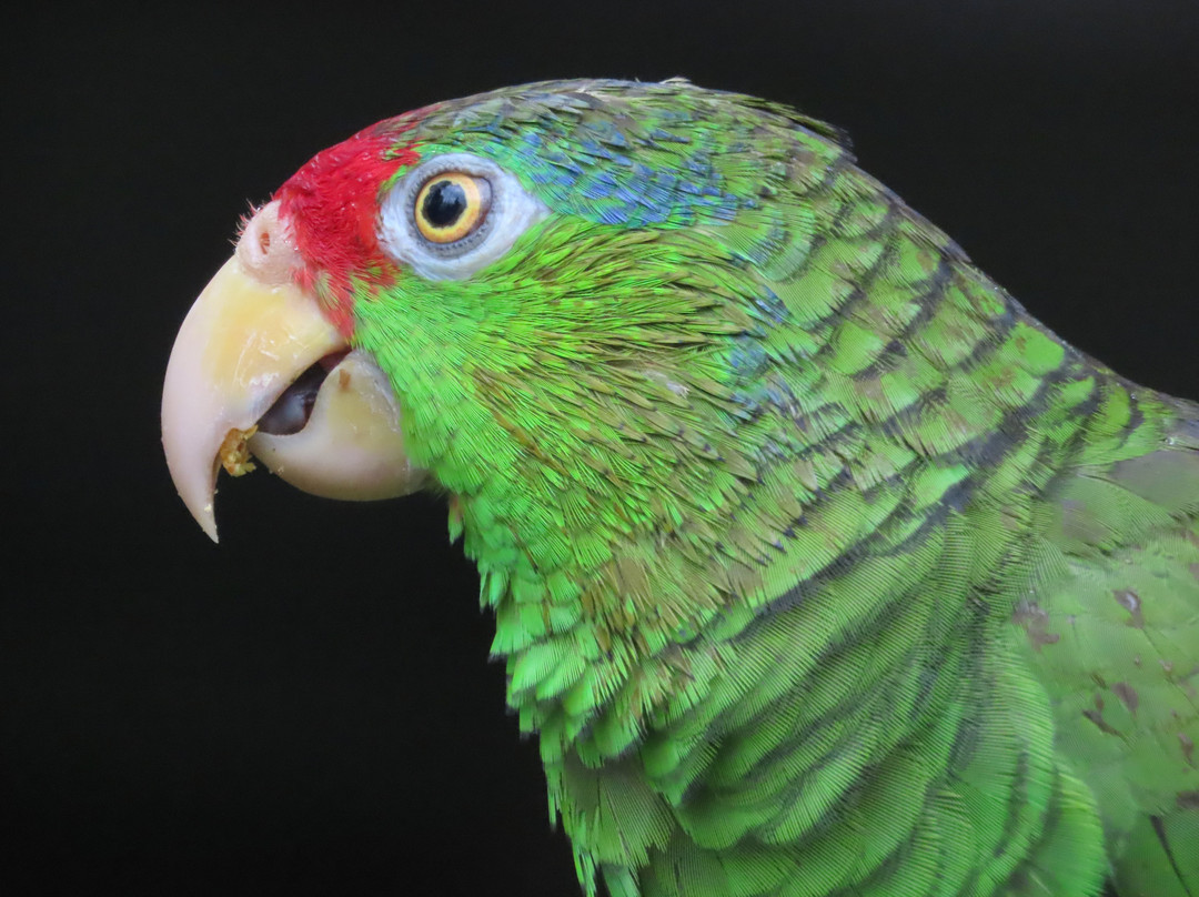 Bird Paradise