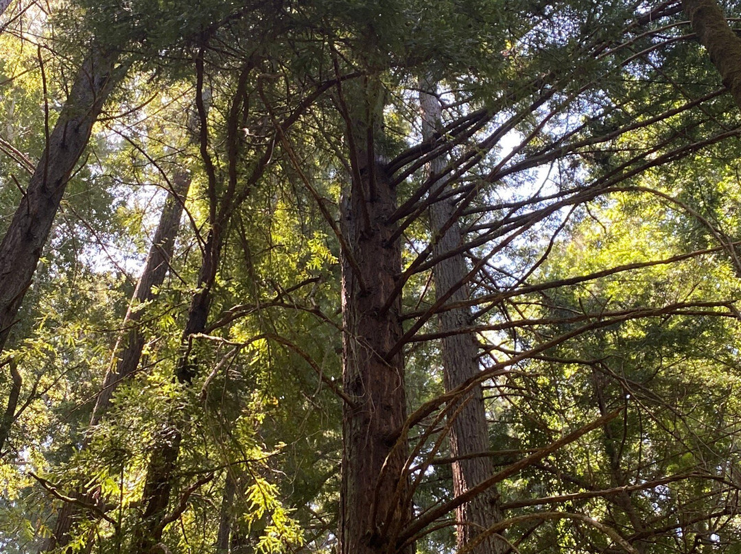 Hendy Woods State Park景点图片