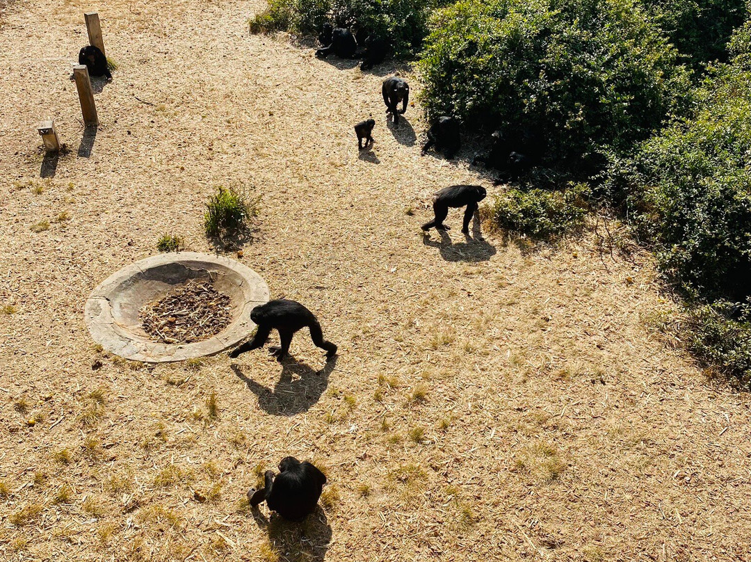 Chimfunshi Wildlife Orphanage