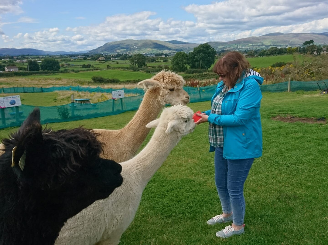 Cranfield Alpacas (alpaca Experiences In The Mournes).景点图片