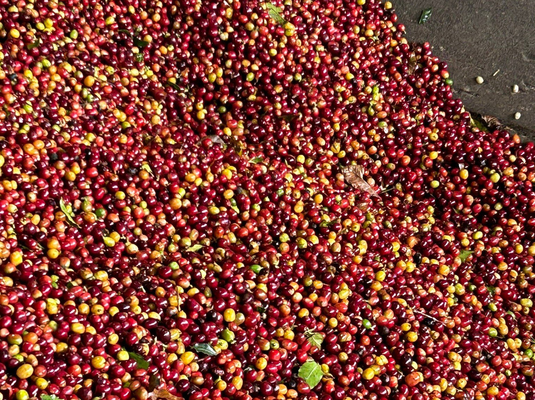 Hacienda Guayabal主图