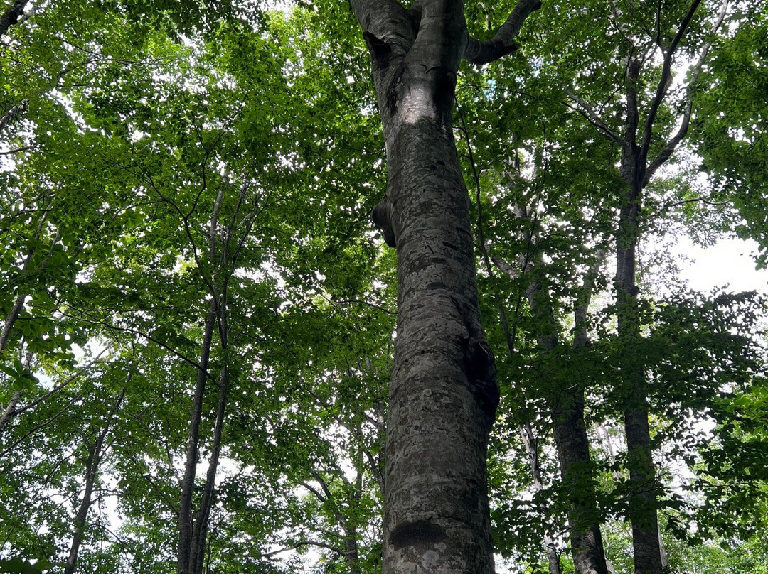 白神山地-东北部必去景点