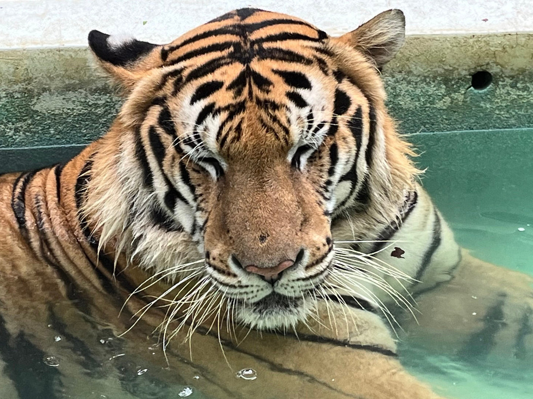 Tiger Park Pattaya景点图片