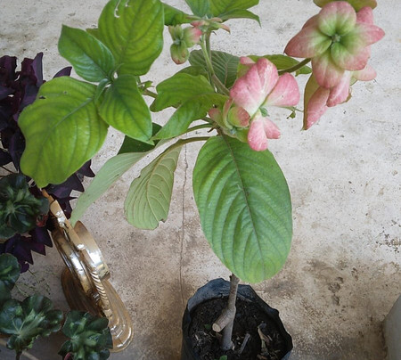 Kios bunga " Anggit Florist"