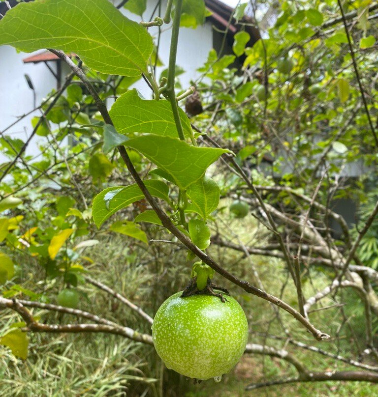 Aanandakosha Ayurveda Retreat主图