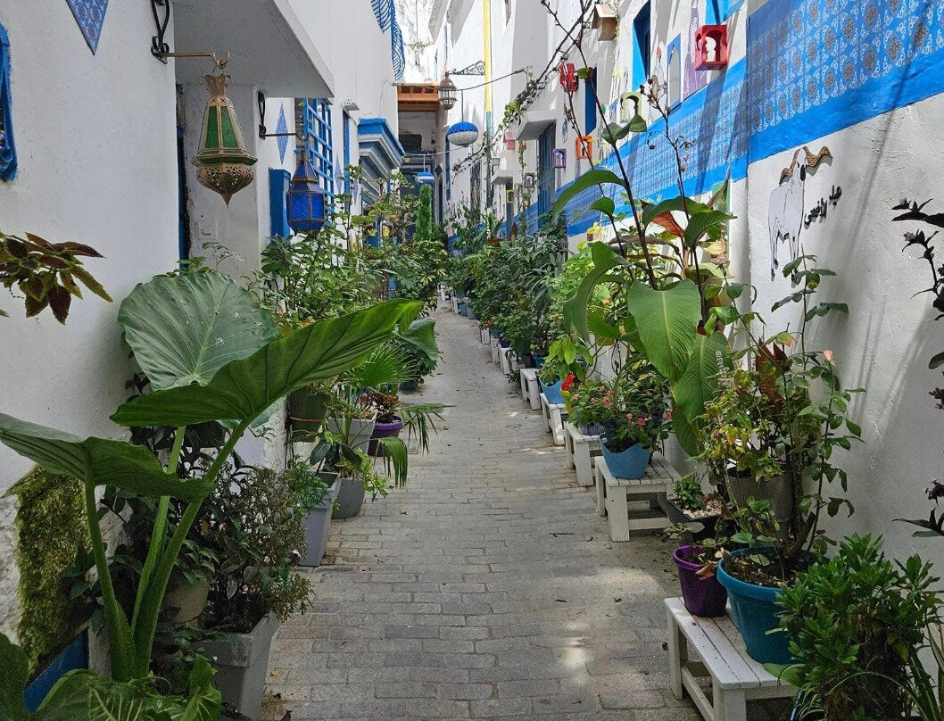 Safaries Tours-卡萨布兰卡必去景点