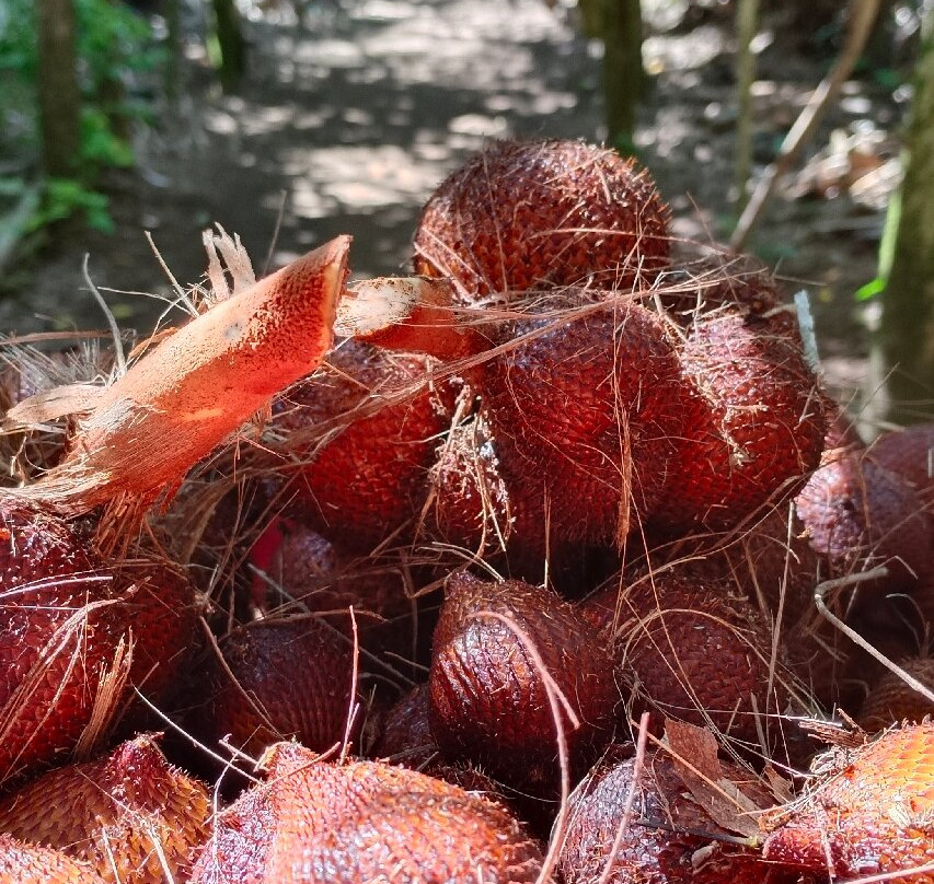 De Kebun Merta Sari景点图片